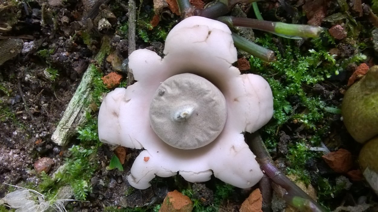 Geastrum berkeleyi
