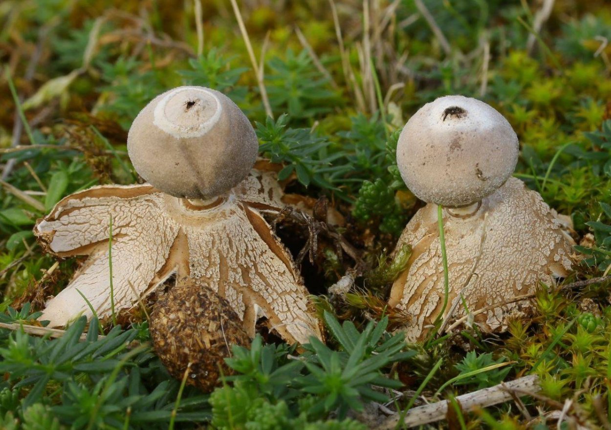 Звездовик (Geastrum)
