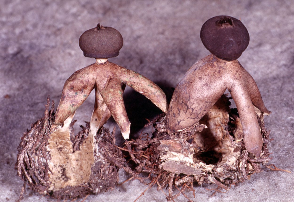 Звездовик (Geastrum)