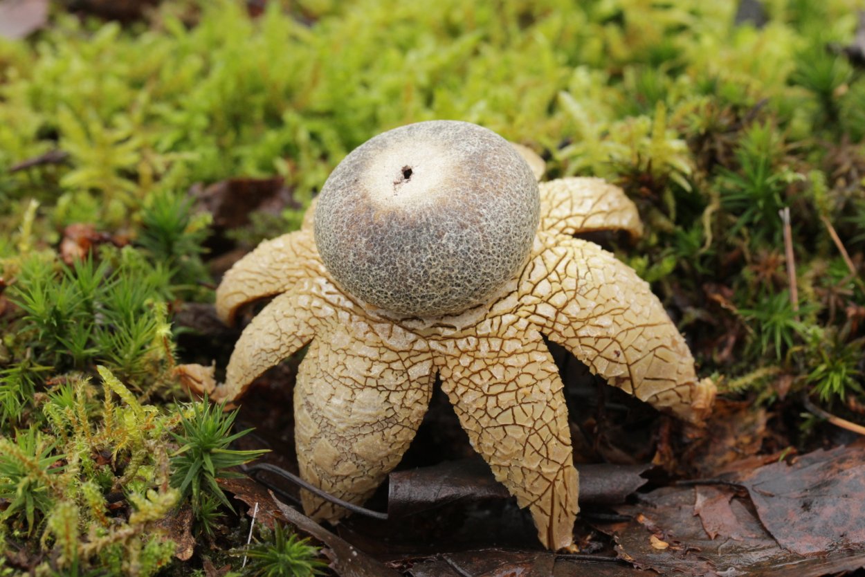 Звездчатка пирометрическая (Astraeus hygrometricus)