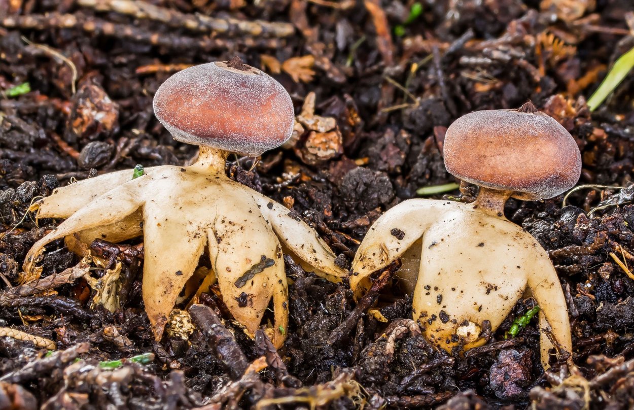Geastrum Britannicum