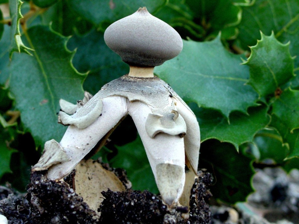 Звездовик сводчатый Geastrum fornicatum