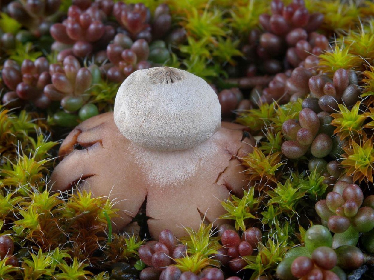 Звездовик (Geastrum)