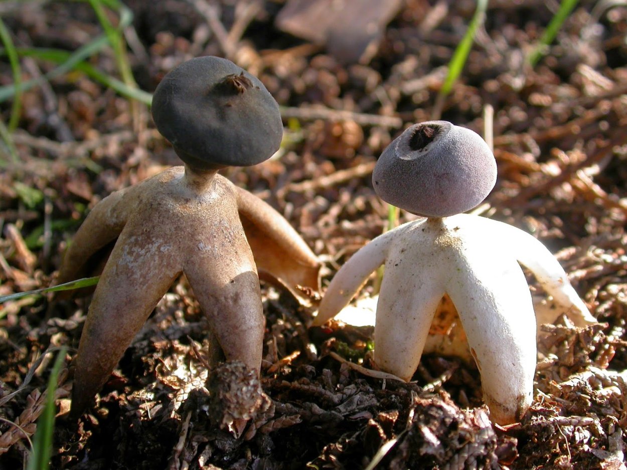 Geastrum Britannicum