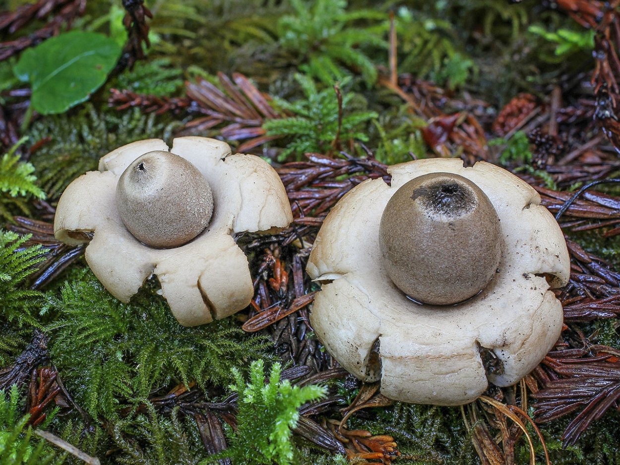 Звездовик мешковидный / Geastrum saccatum
