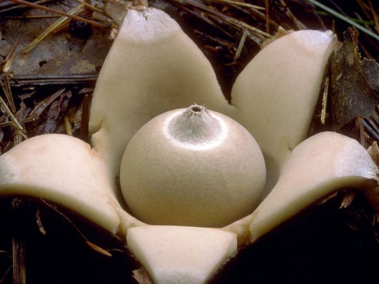 Geastrum saccatum