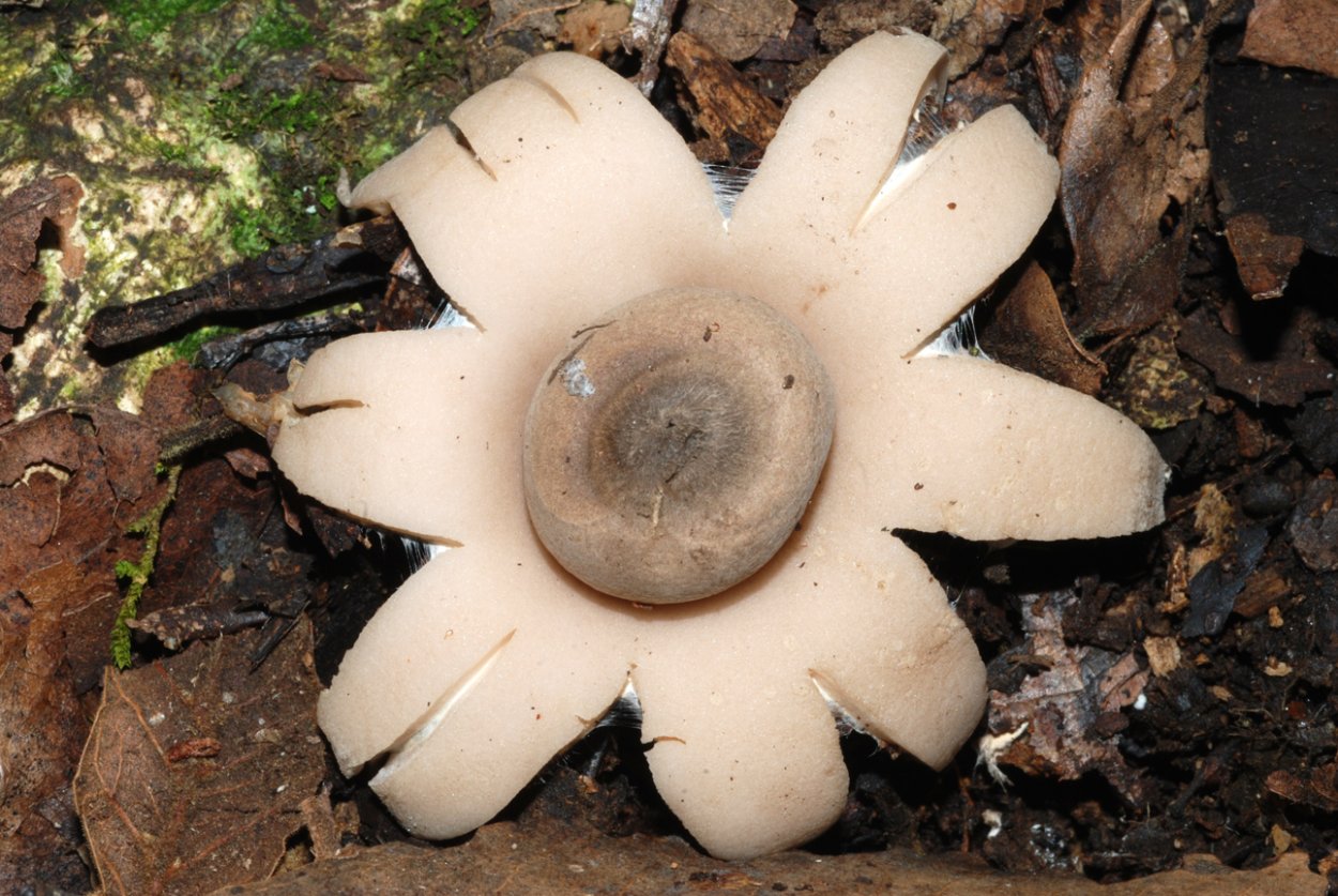 Geastrum berkeleyi