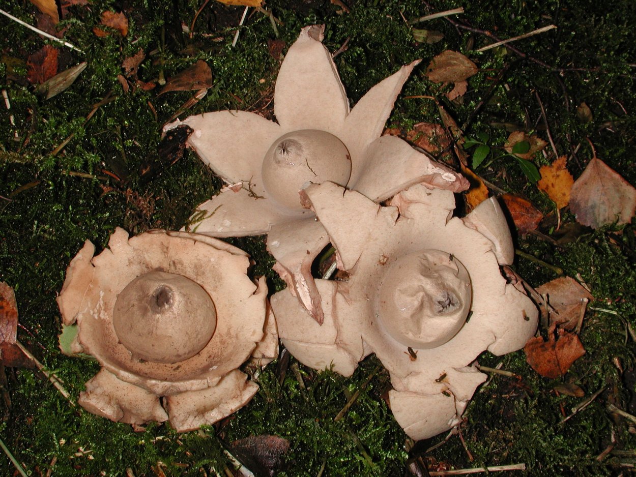 Звездовик мешковидный / Geastrum saccatum