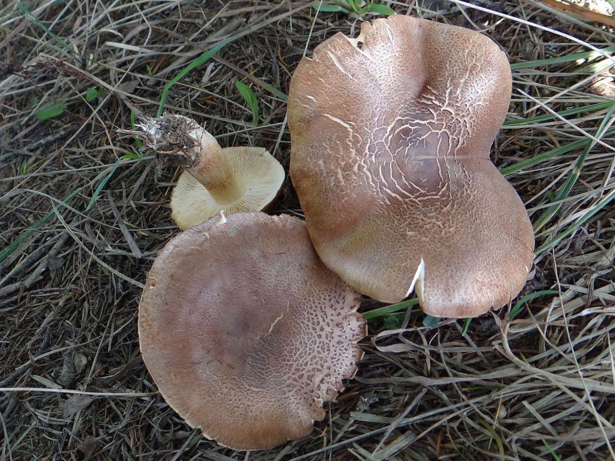 Паутинник горный Cortinarius orellanus