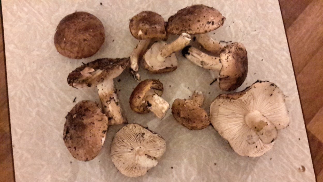 Млечник дубовый Lactarius Quietus