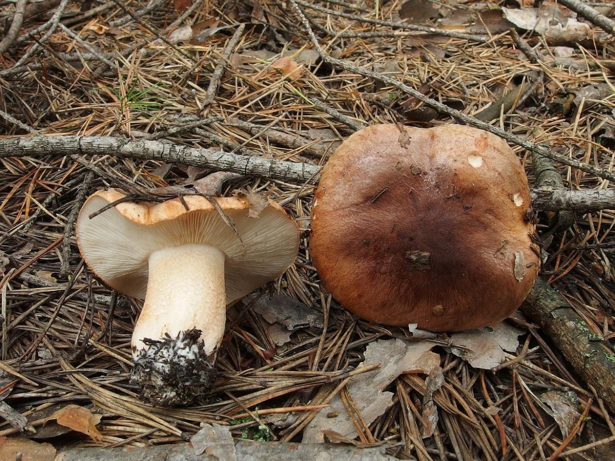 Turkey Tail Mushroom PNG