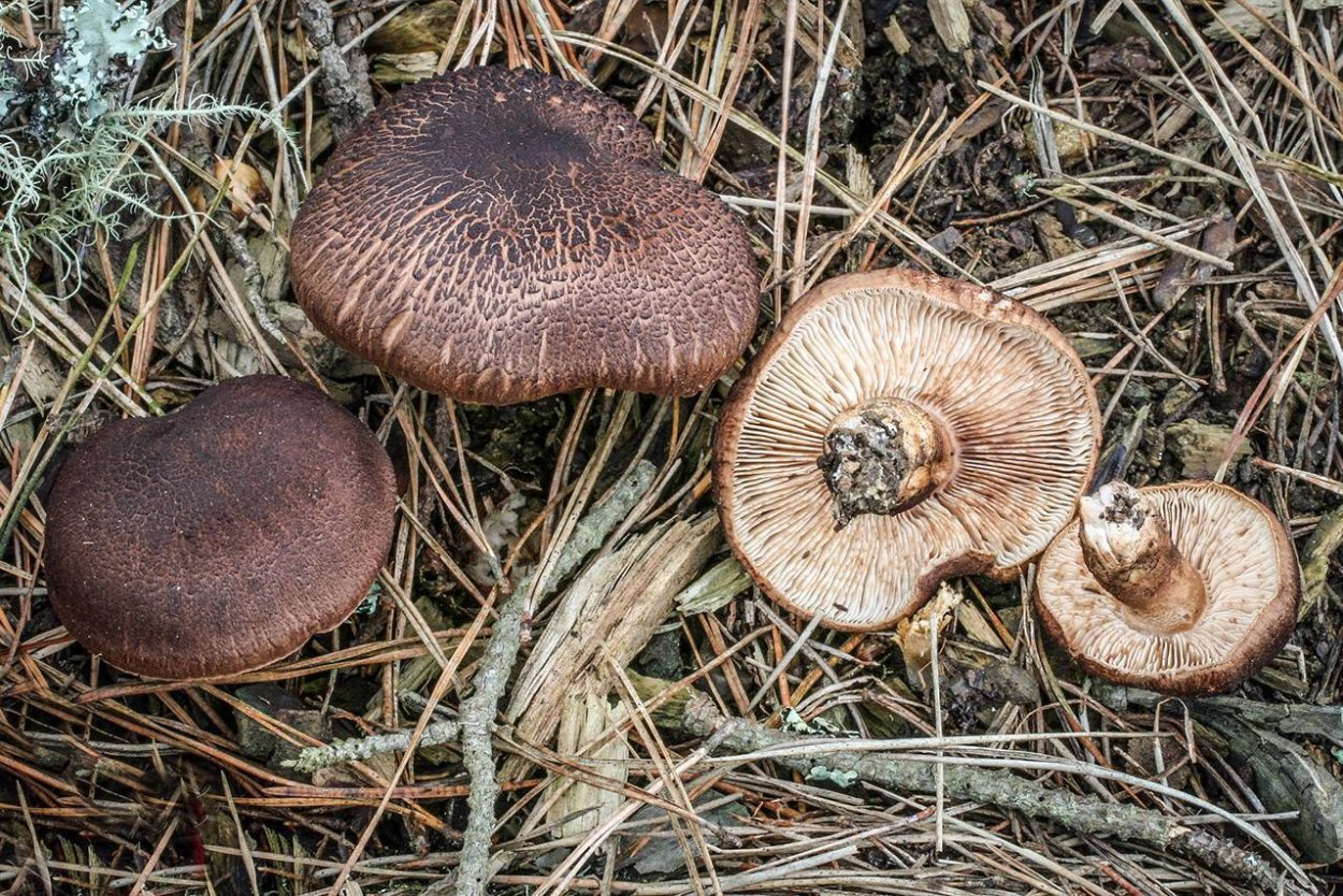 Рядовка погубленная Tricholoma pessundatum