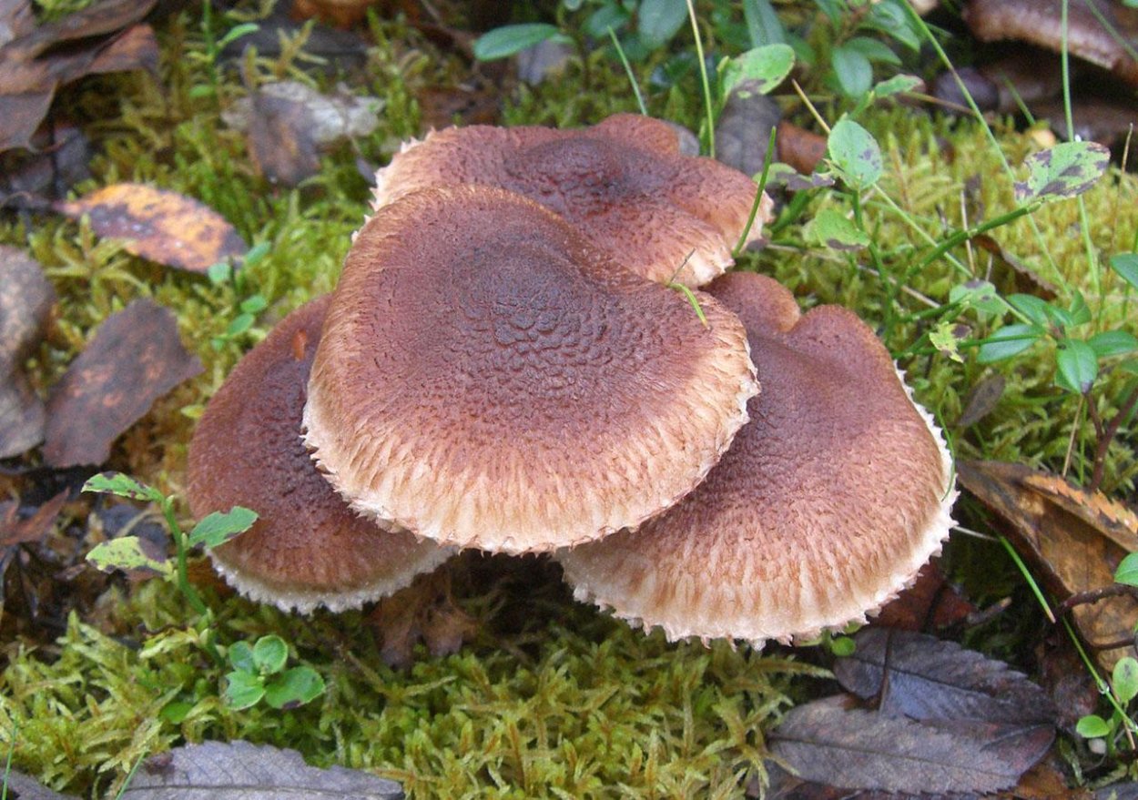 Паутинник гриб срез