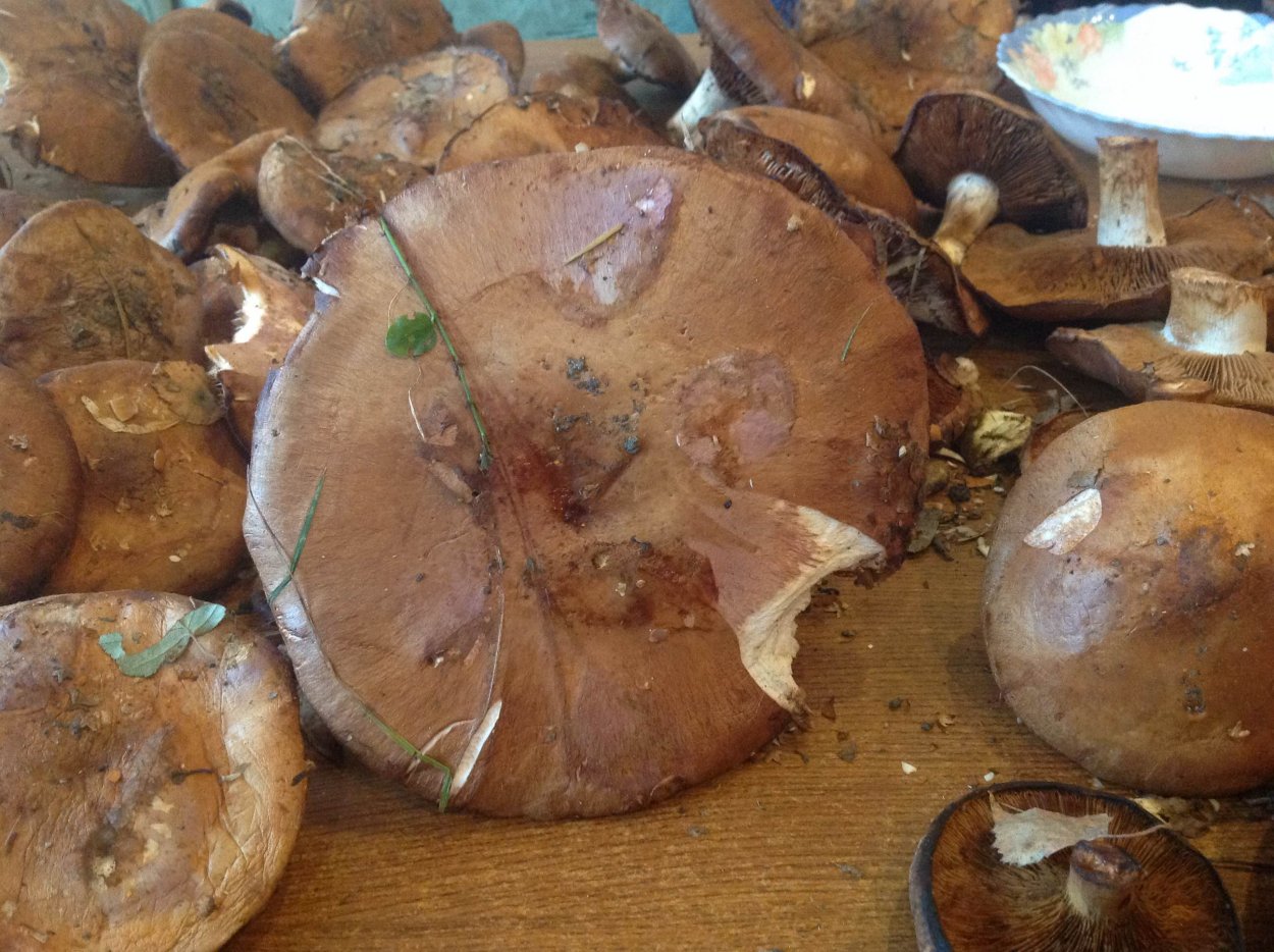 Рядовка Чешуйчатая Tricholoma imbricatum