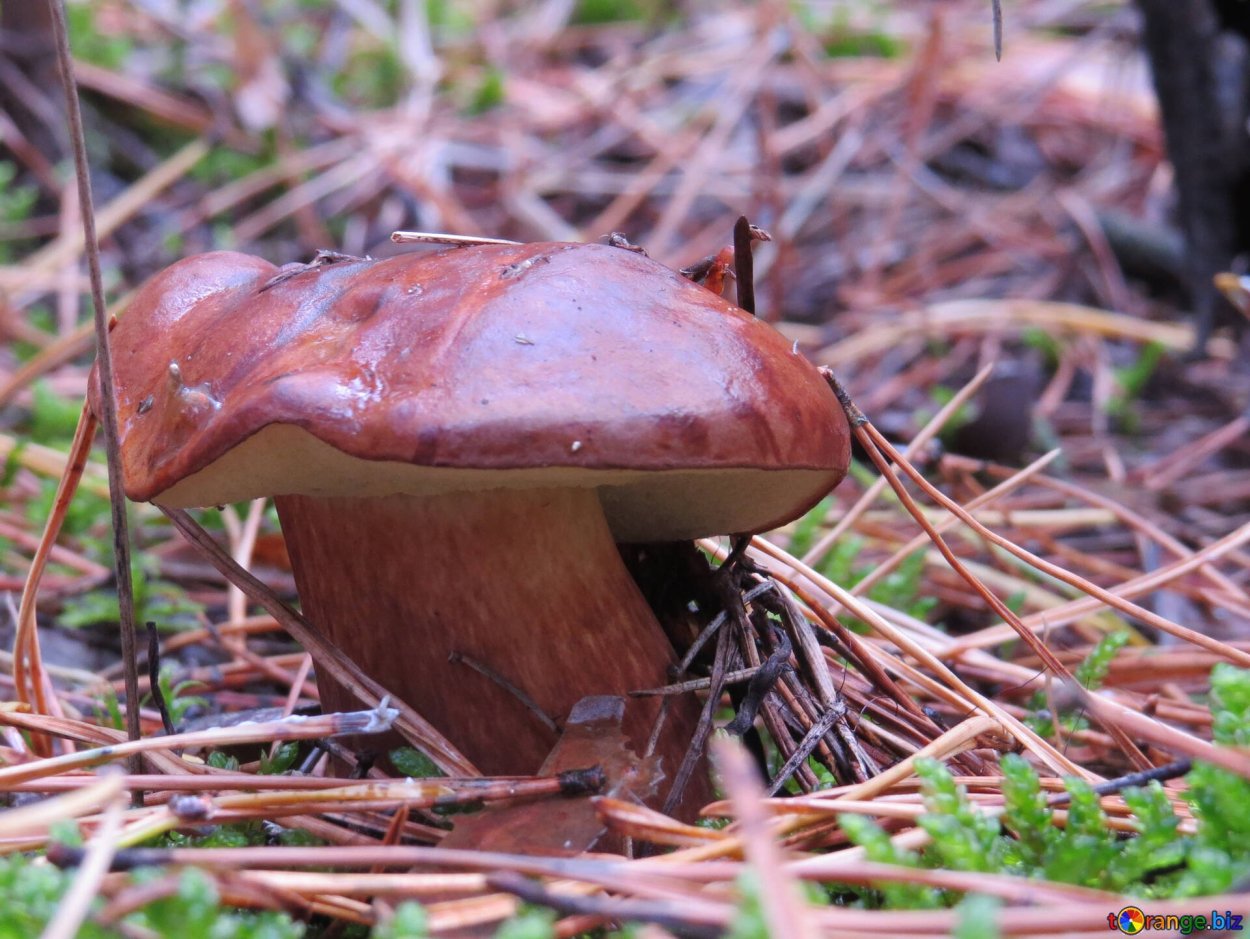 Рядовка Чешуйчатая Tricholoma imbricat
