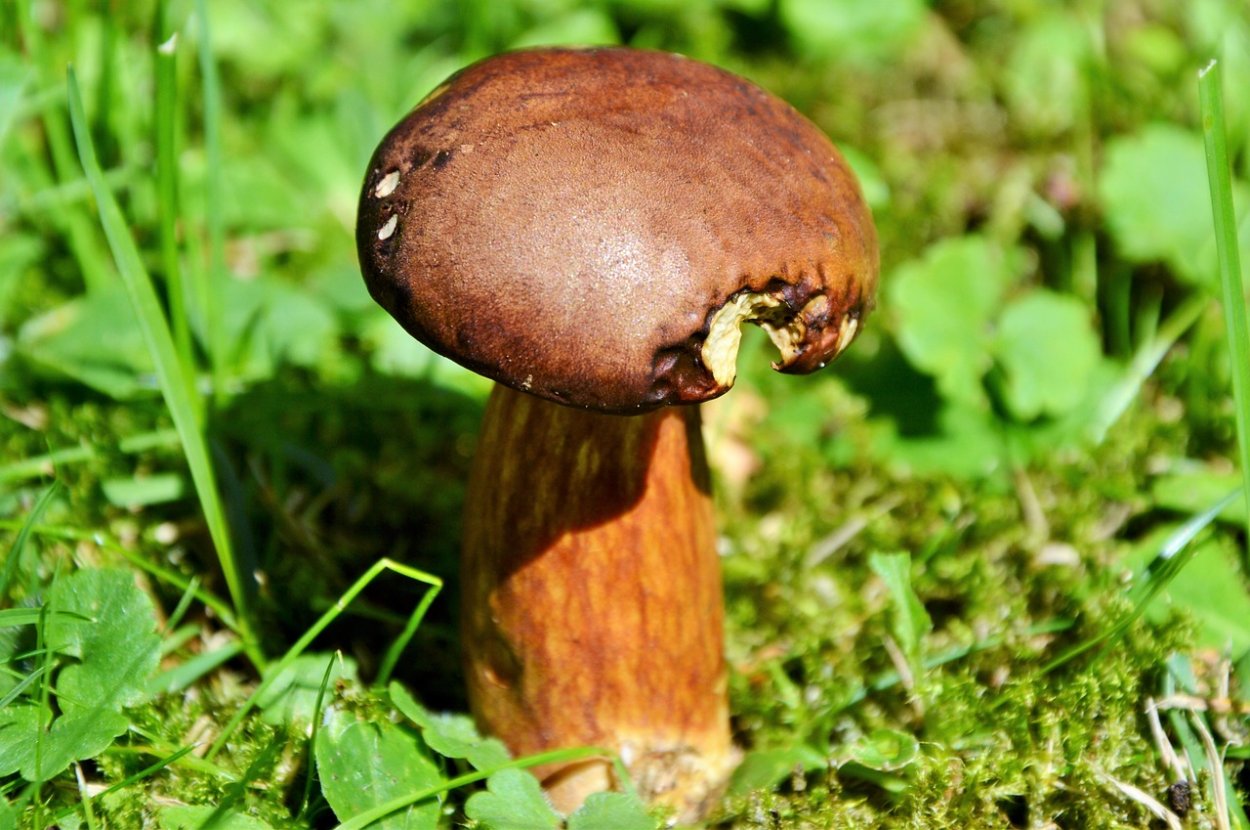 Рядовка погубленная Tricholoma pessundatum
