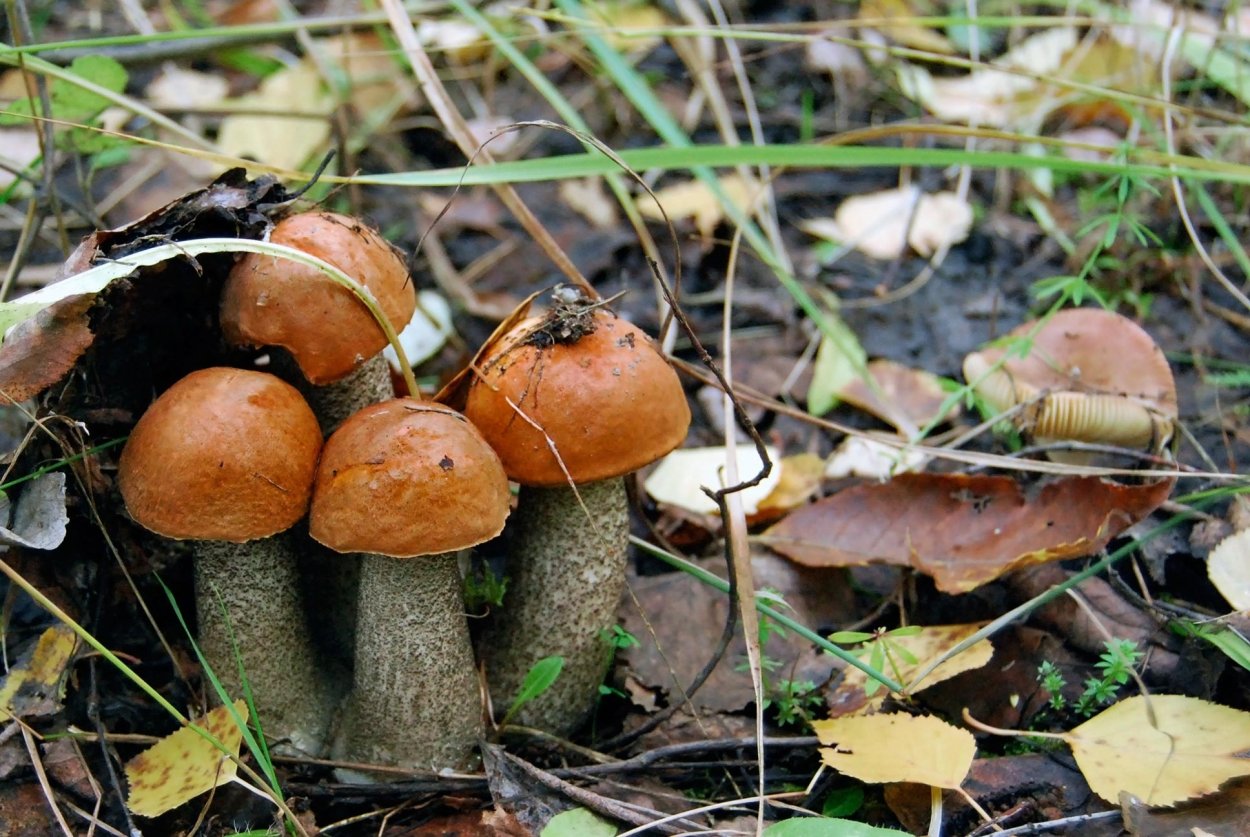 Armillaria sinapina