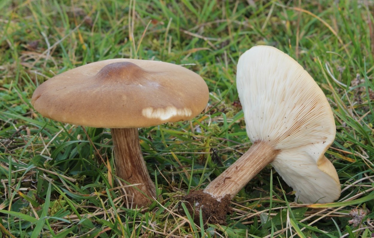 Melanoleuca strictipes