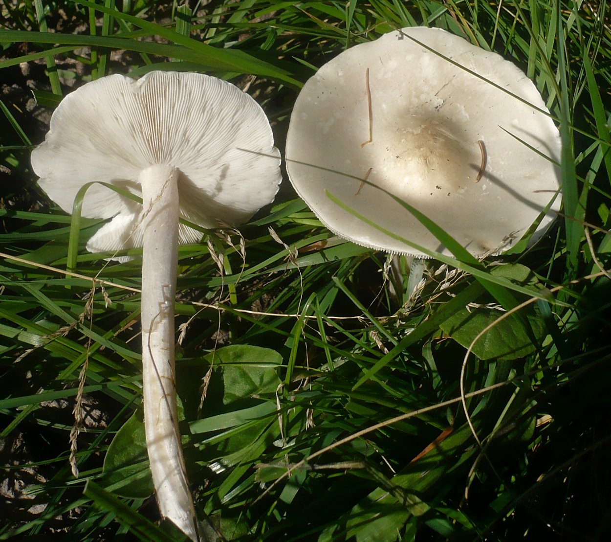 Меланолеука коротконожковая melanoleuca brevipes
