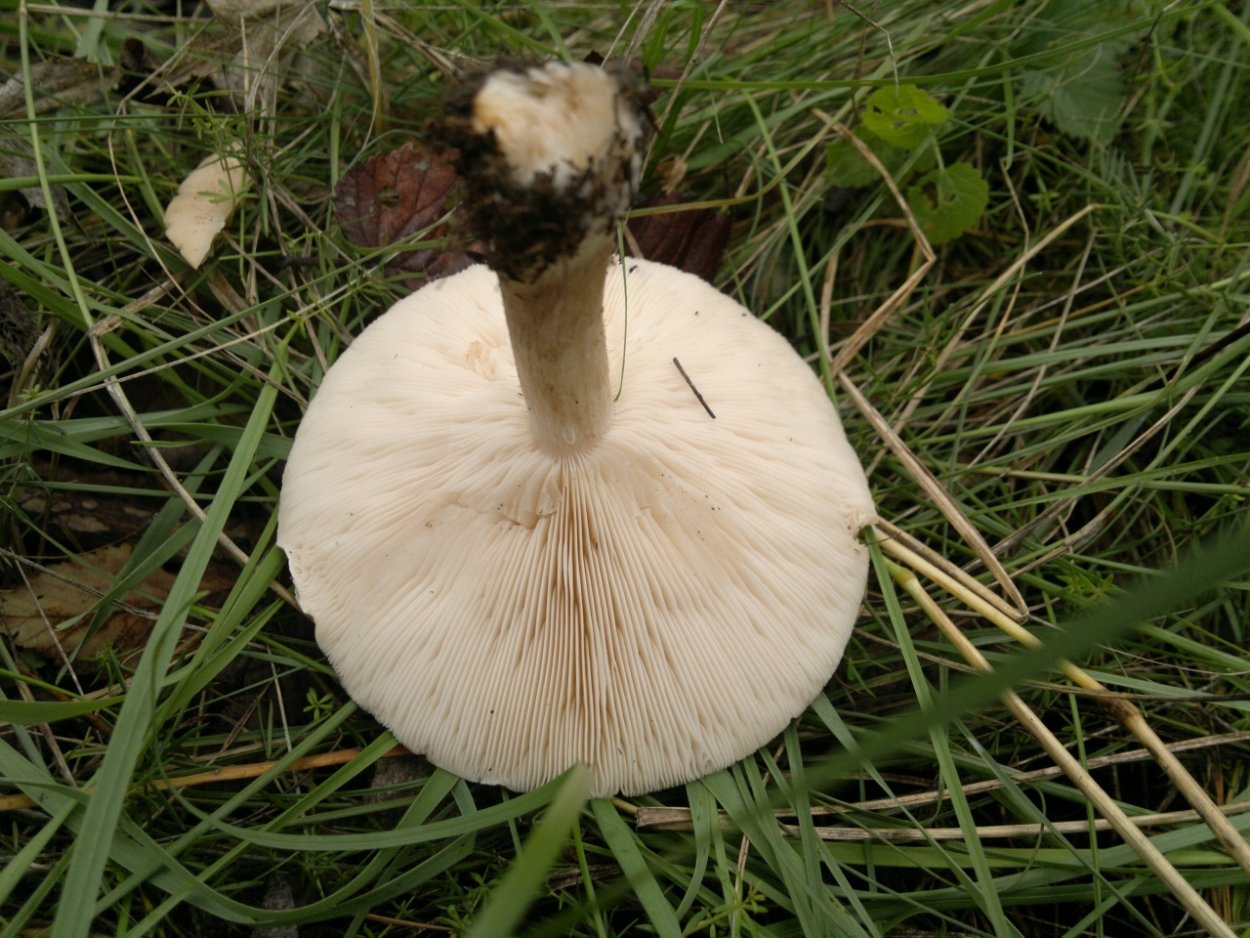 Melanoleuca Melaleuca