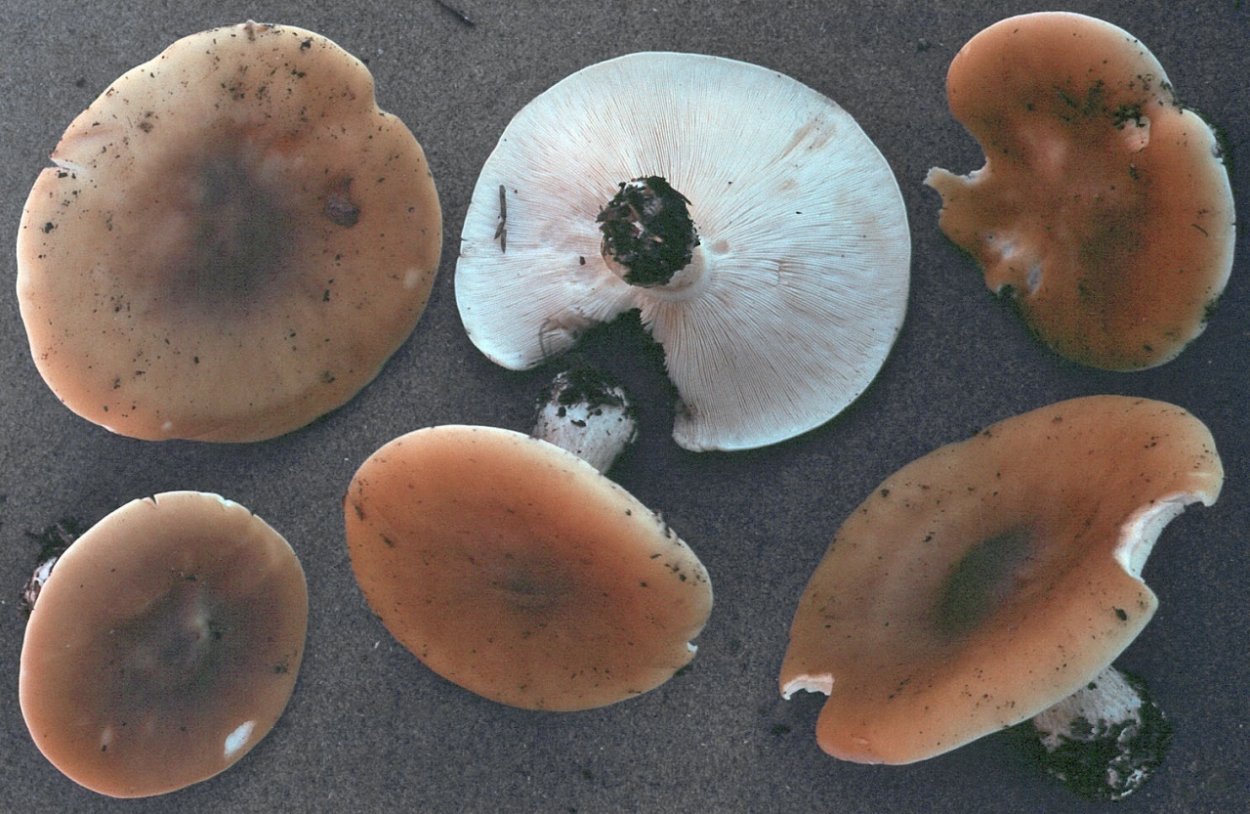 Меланолеука прямоногая melanoleuca strictipes