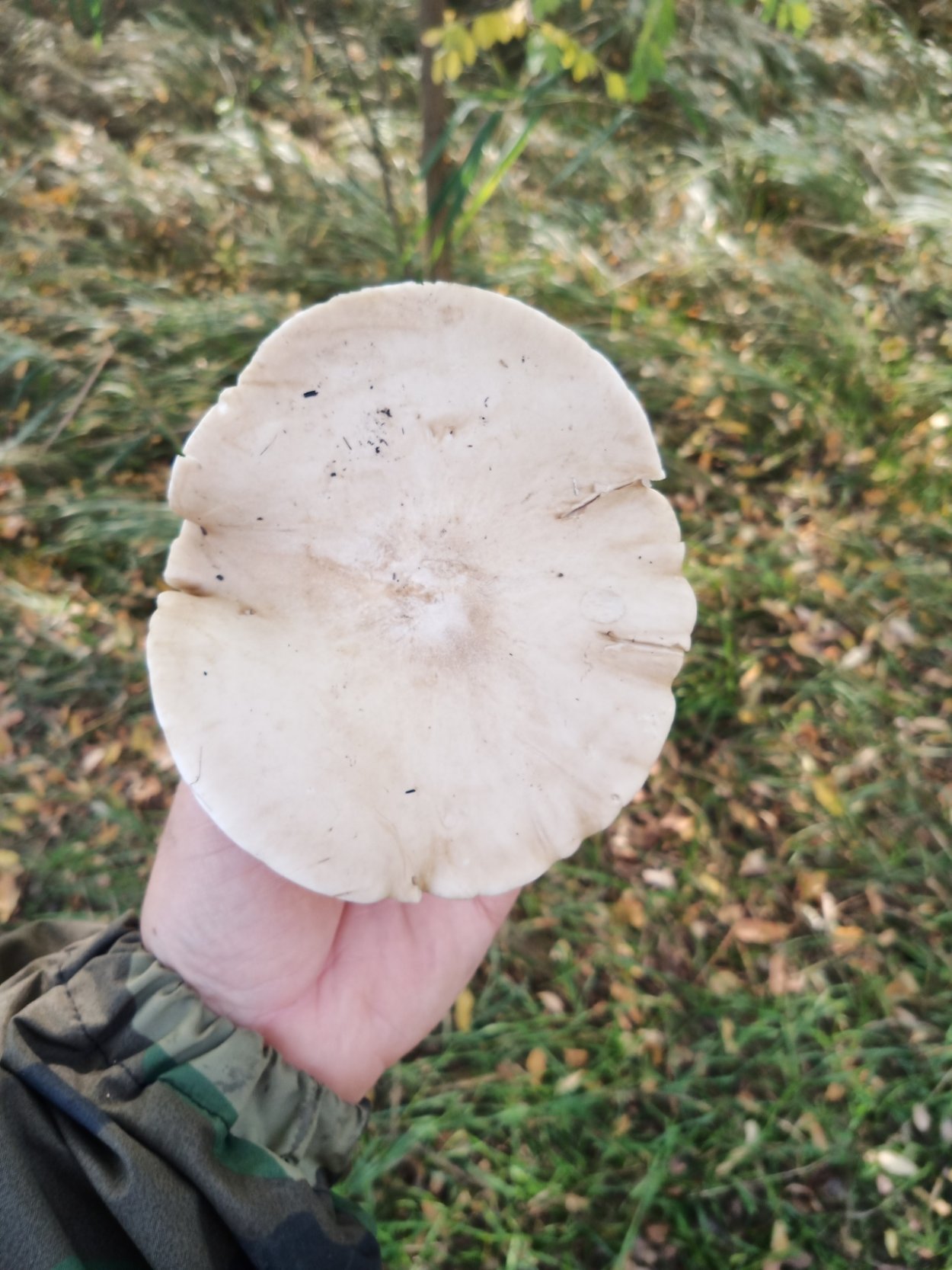 Melanoleuca grammopodia
