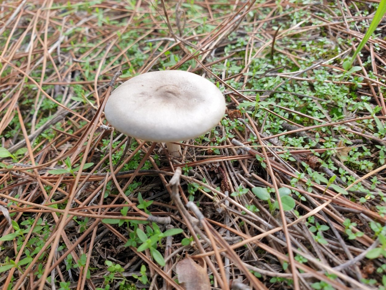 Melanoleuca brevipes