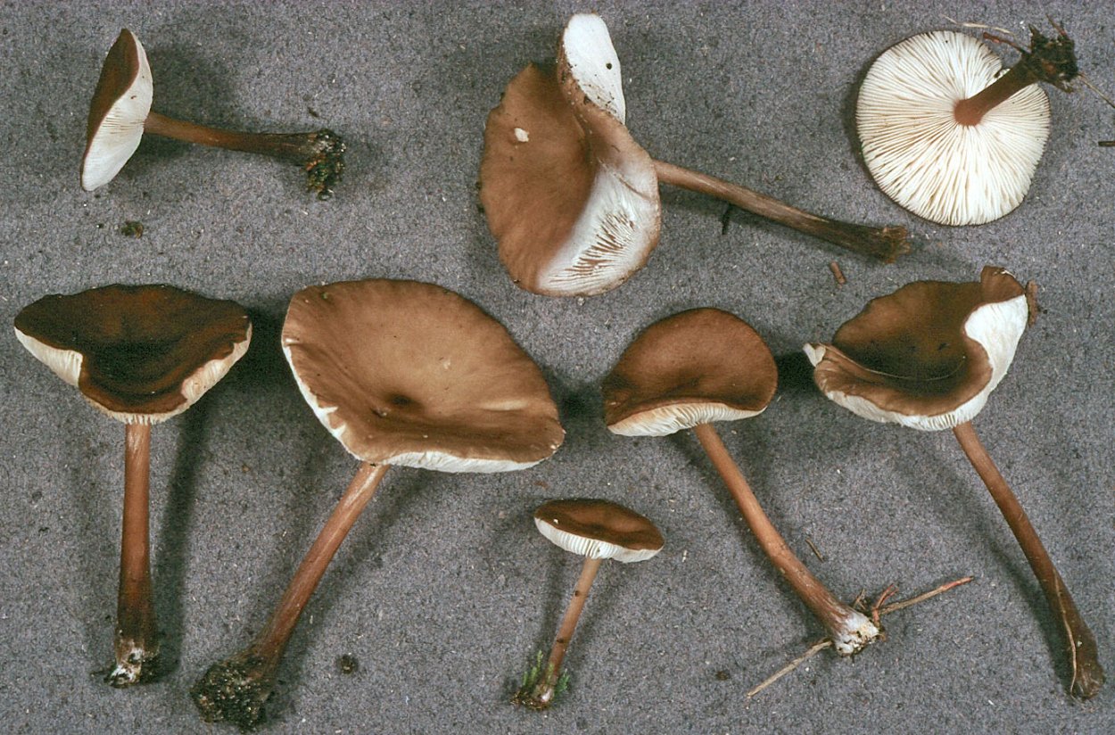 Melanoleuca cognata гриб