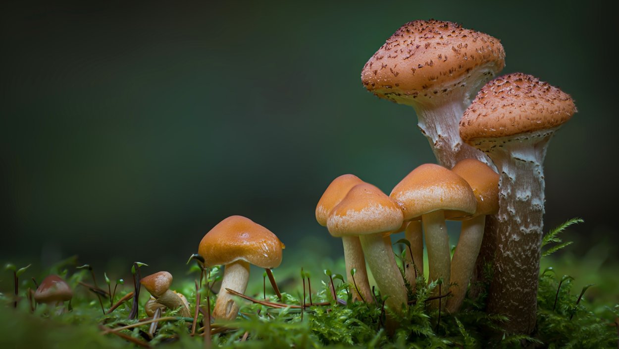 Мох и грибочки