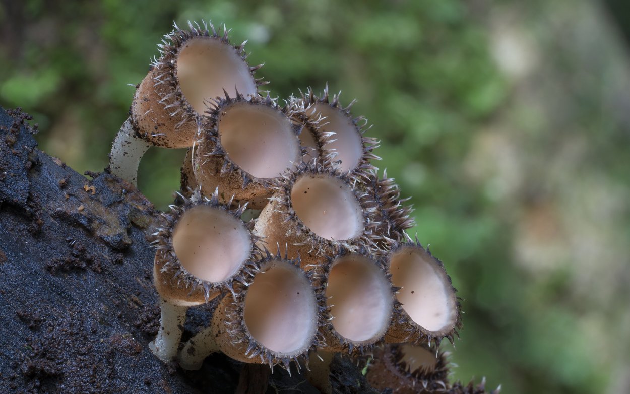 Podoserpula Miranda