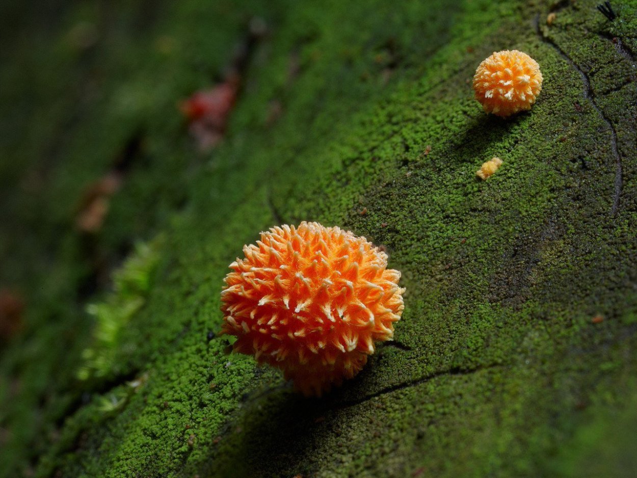 Cyptotrama aspratum