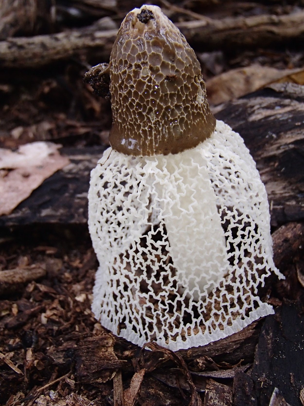 Бамбуковый гриб (phallus indusiatus).