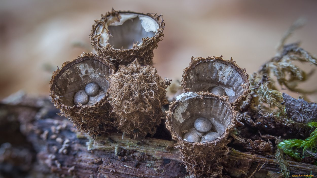 Птичье гнездо (Nidulariaceae)