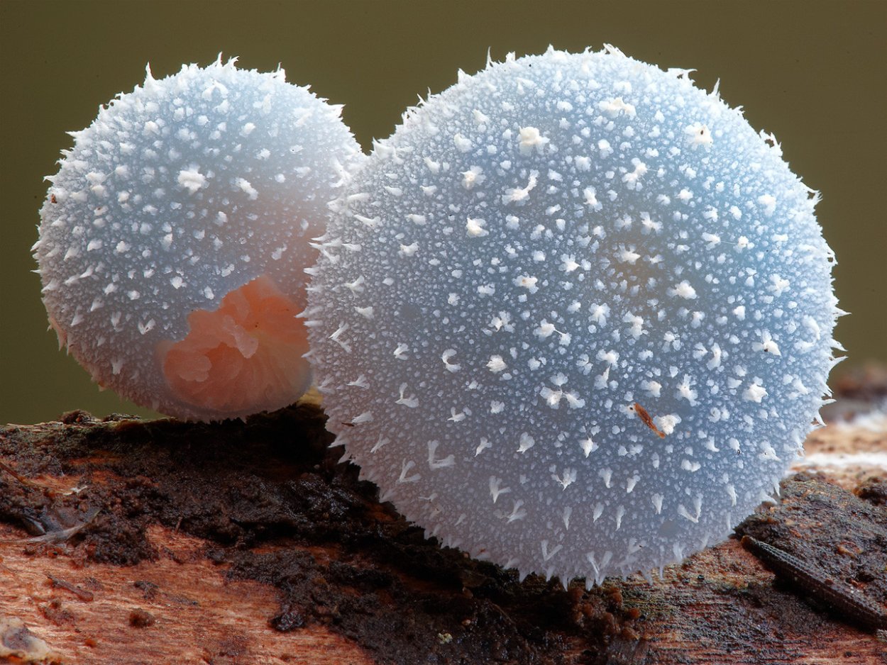 Грибы leratiomyces SP.