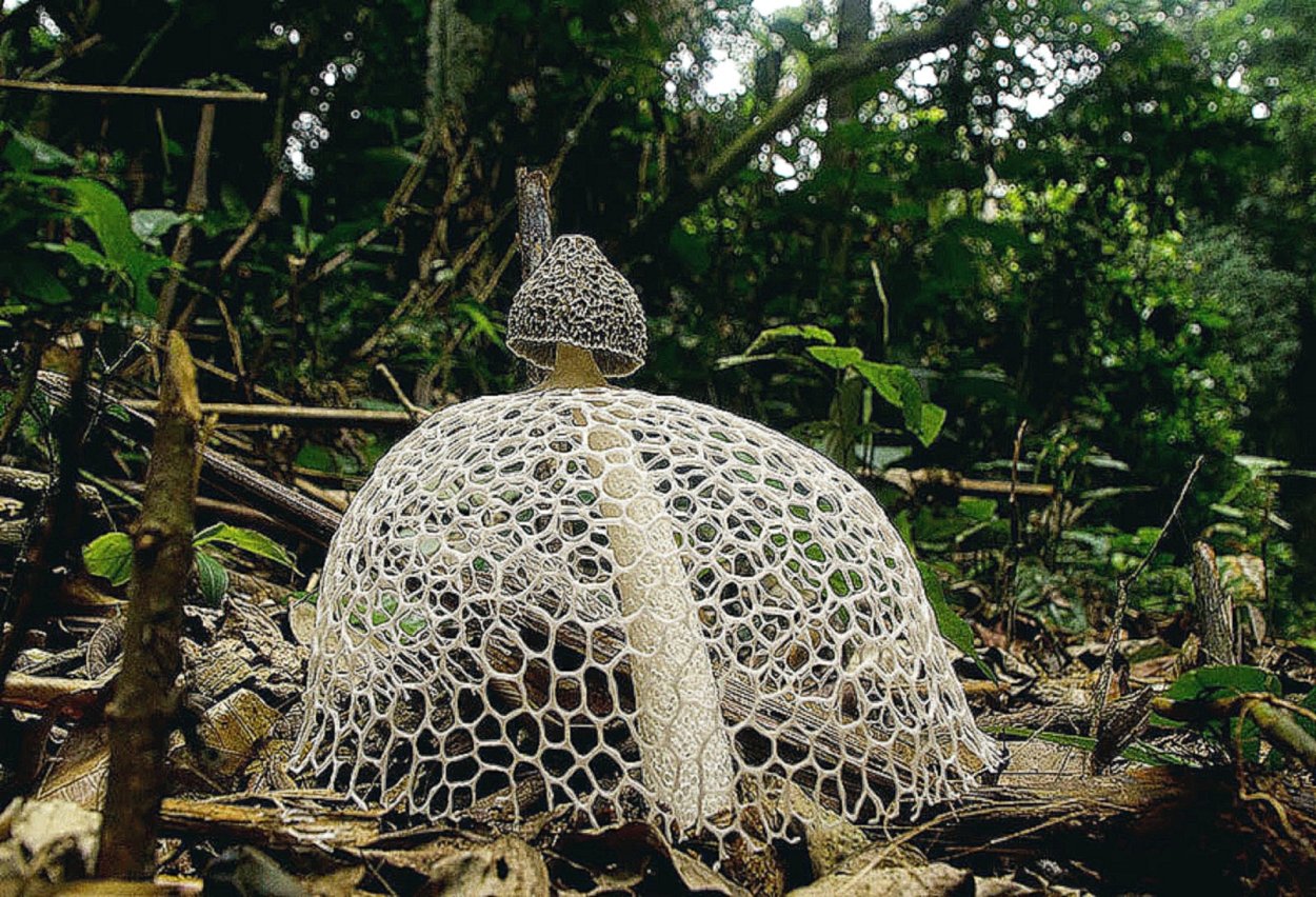 Бамбуковый гриб (phallus indusiatus).
