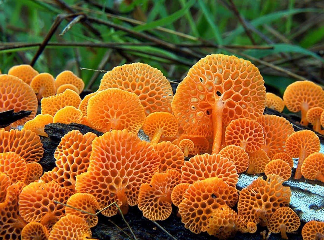 Грибы Campanella SP.