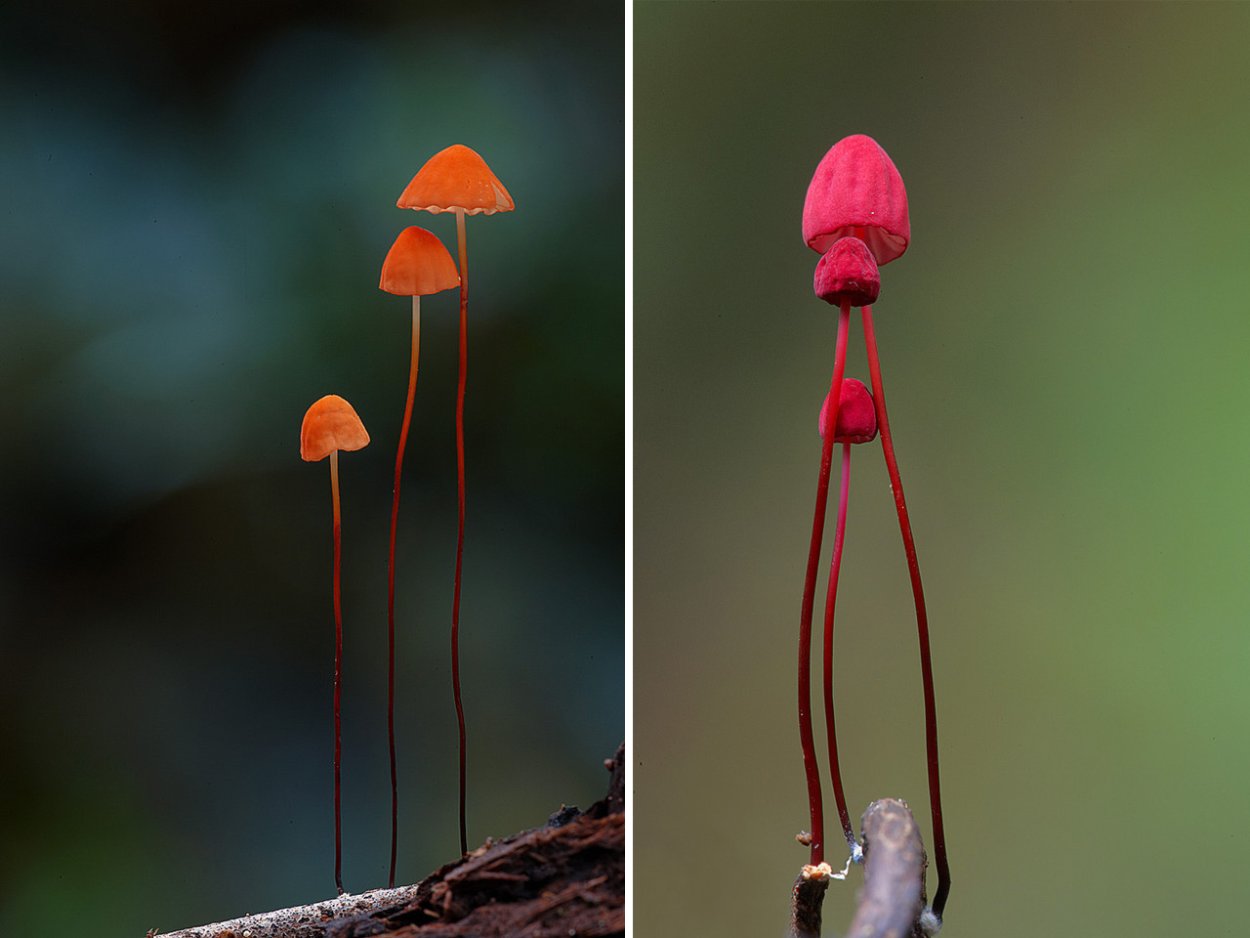 Гриб Marasmius haematocephalus