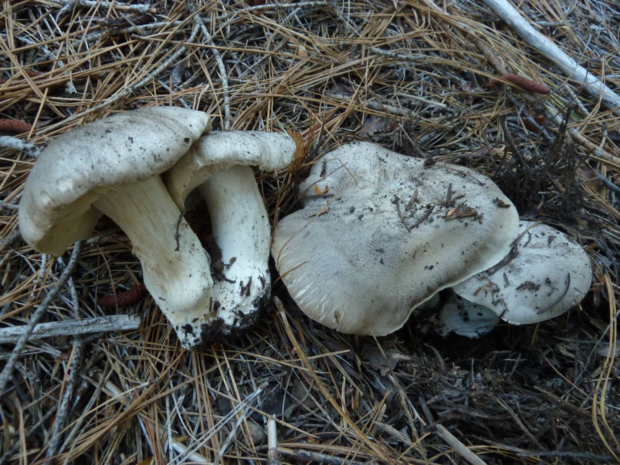 Рядовка серая Tricholoma saponaceum