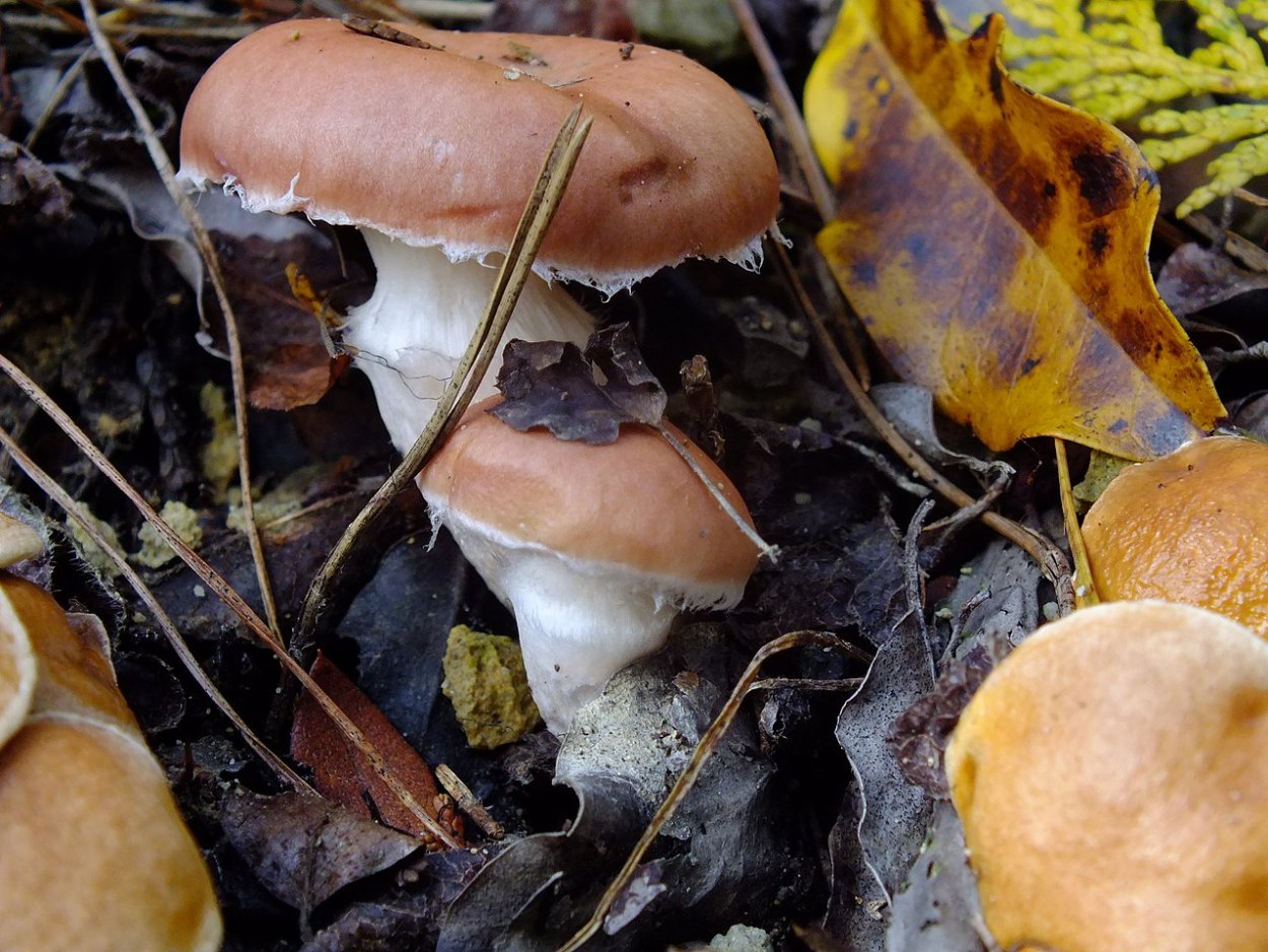 Gomphidius nigricans