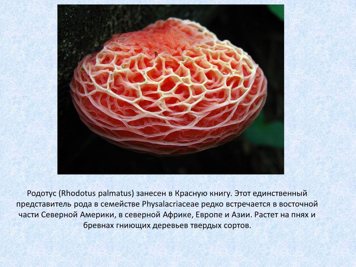 Родотус дланевидный