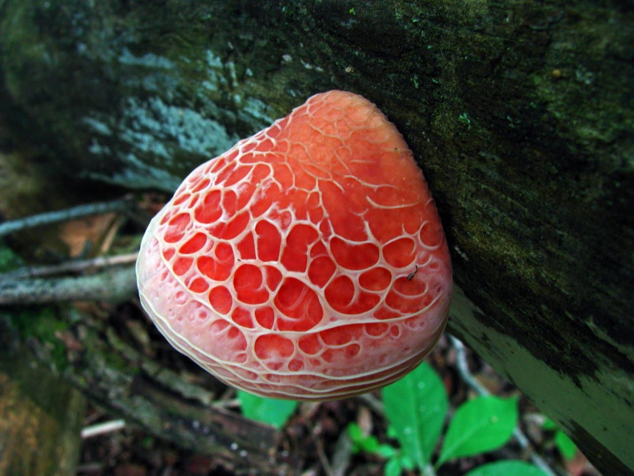 Rhodotus palmatus