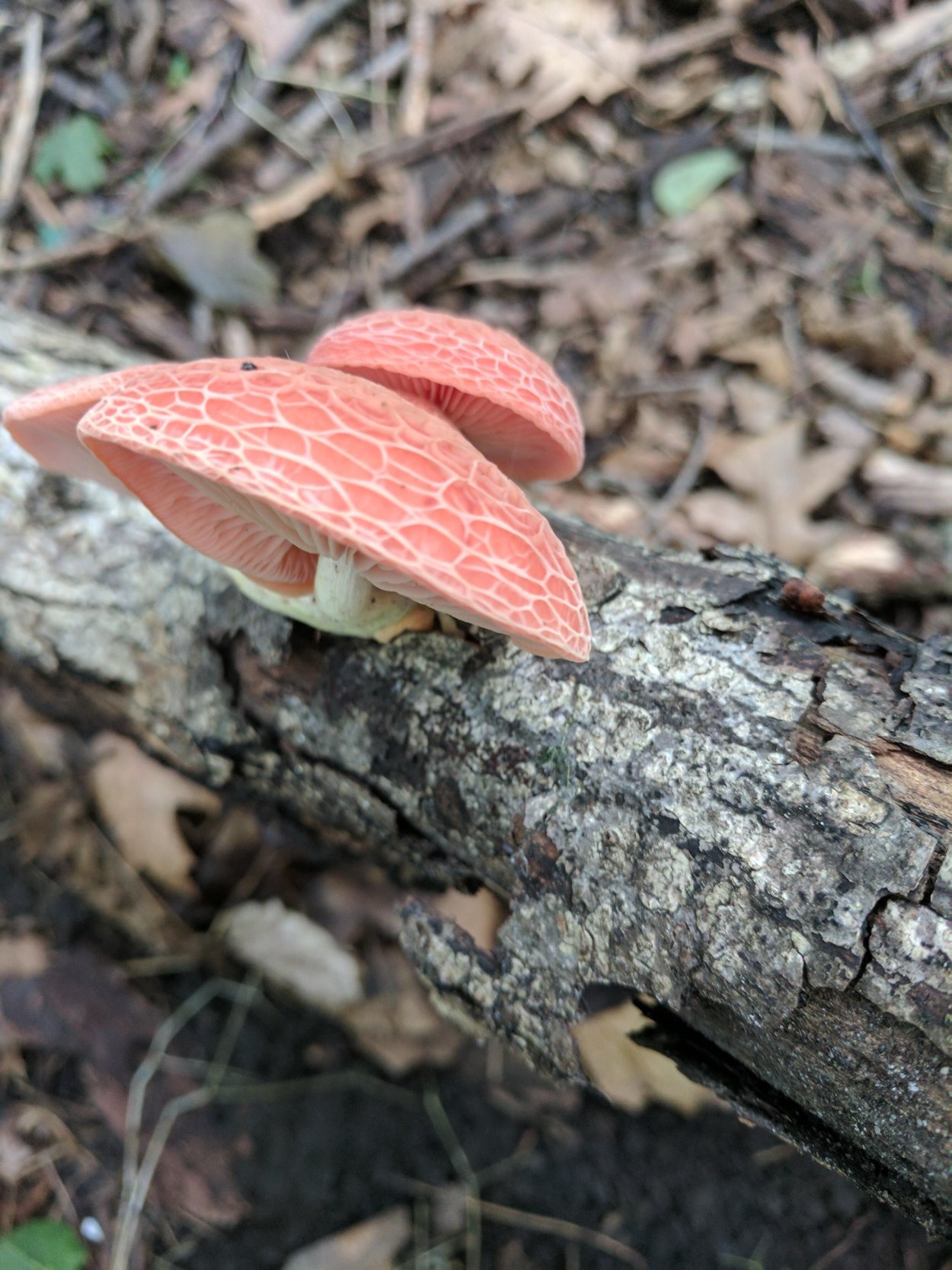 Rhodotus palmatus
