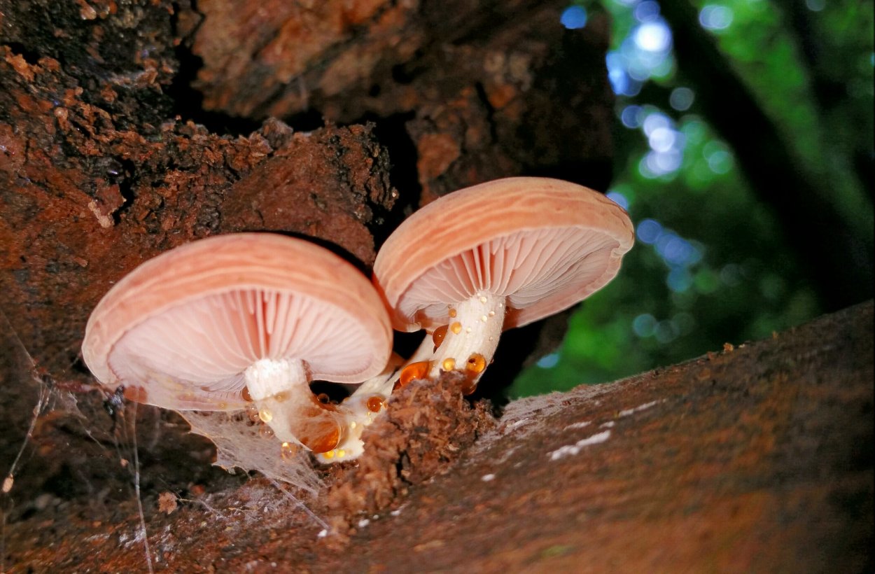 Грибы leratiomyces SP.