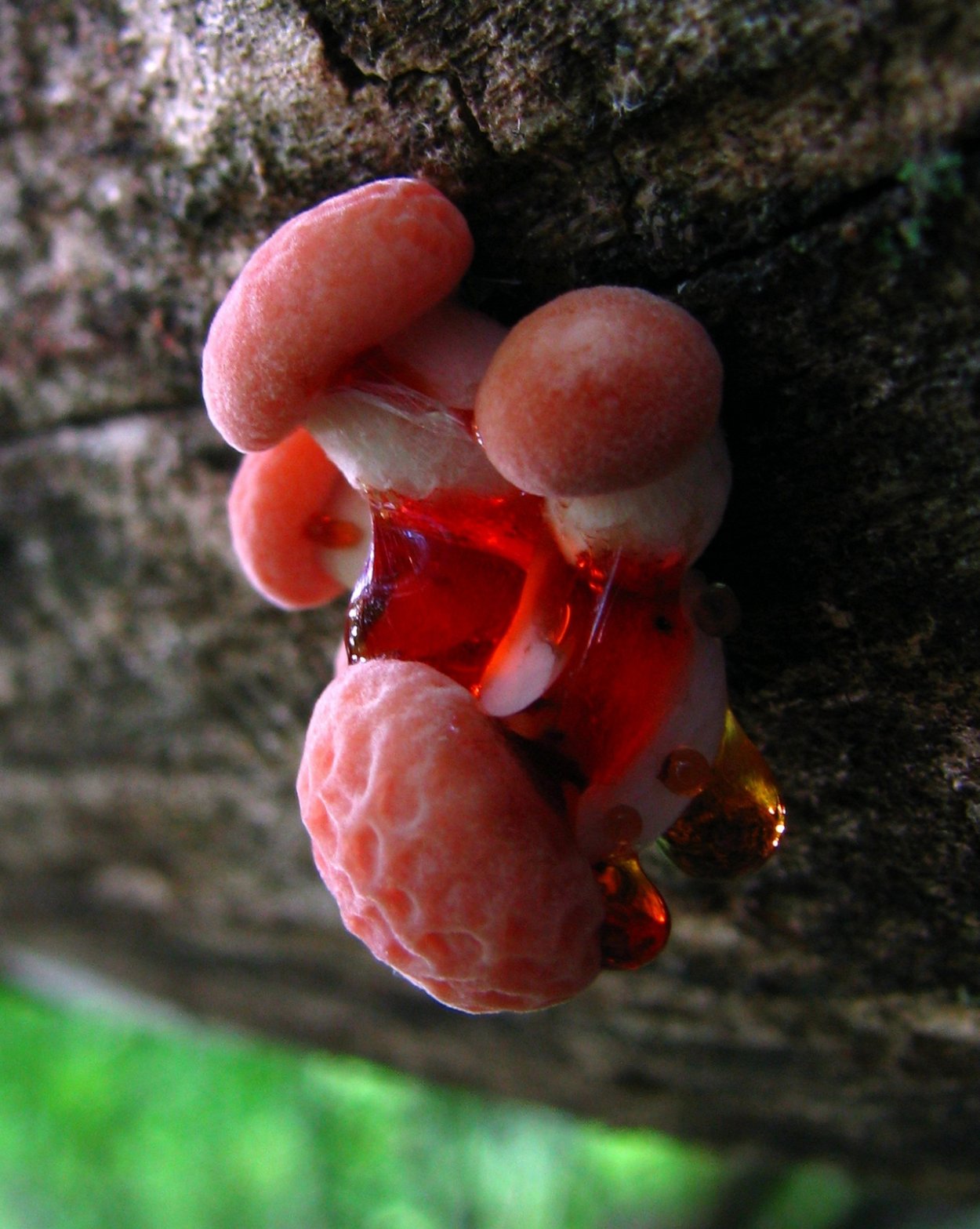 Родотус / Rhodotus palmatus