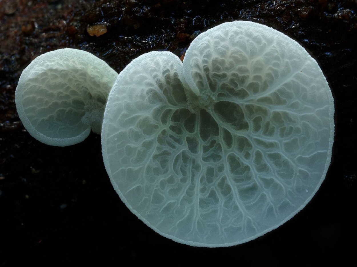 Rhodotus palmatus