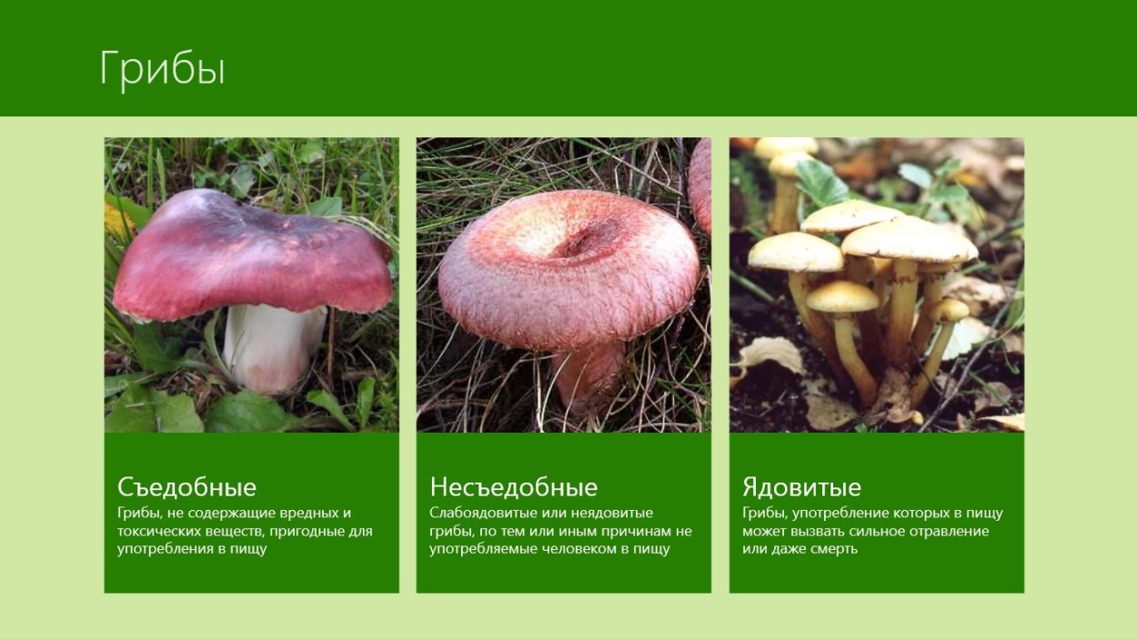 Съедобные грибы