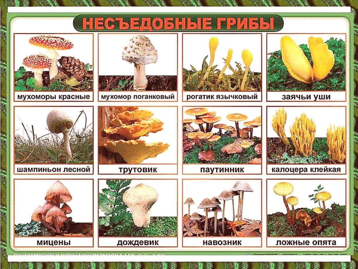 Съедобные грибы названия