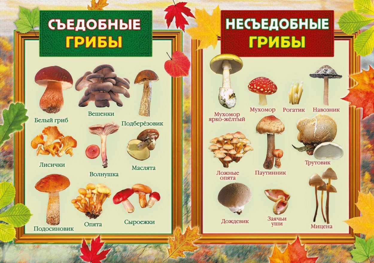 Паутинник Сосновый