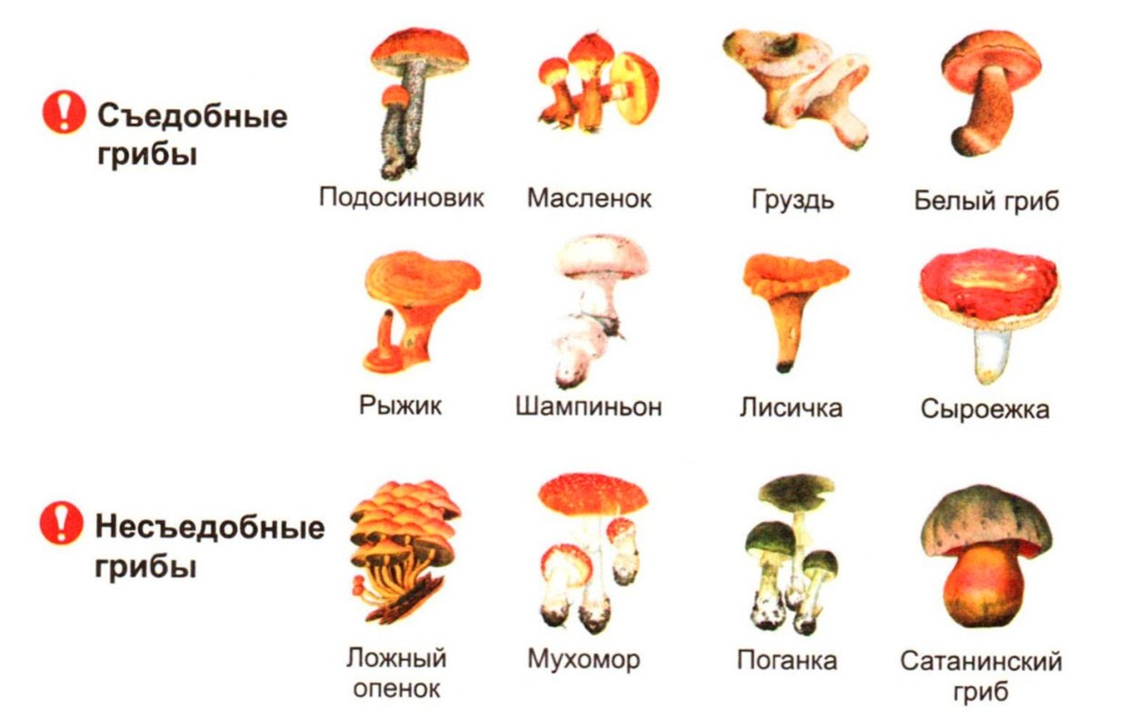 Съедобные грибы для детей