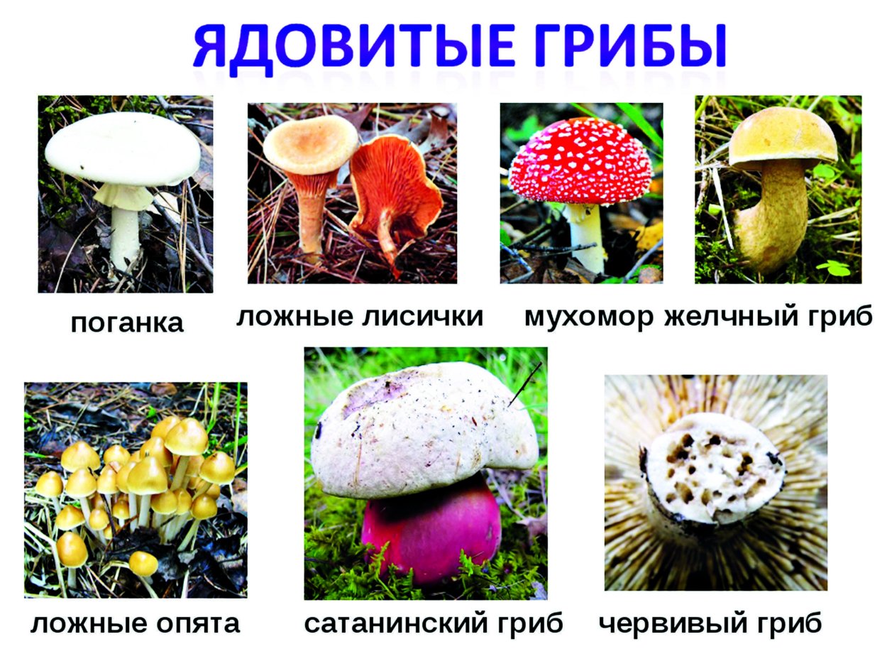 Мухомор жемчужный
